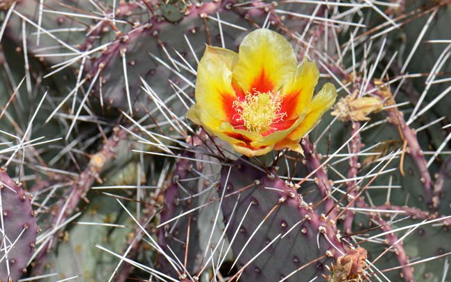 Long-spined Prickly Pear is also called Purple Prickly Pear. Plants may grow large, up to 9 feet although often much smaller. This species is found in AZ, NM and TX. Opuntia macrocentra 